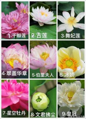 莲花和荷花有什么区别（荷花与莲花有什么区别图片）-图1