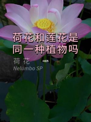 莲花和荷花有什么区别（荷花与莲花有什么区别图片）-图2