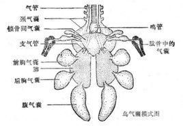 有囊气什么意思（嗉囊有气）