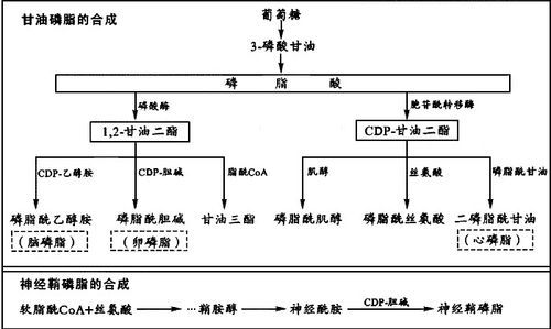 什么是半合成（什么是半合成香料）-图1